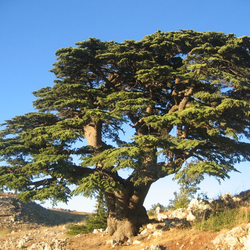 Cedro-do-Líbano - sementes