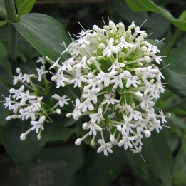 Centranthus ruber albus sementes