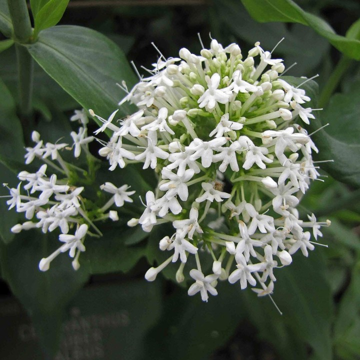 Centranthus ruber albus sementes