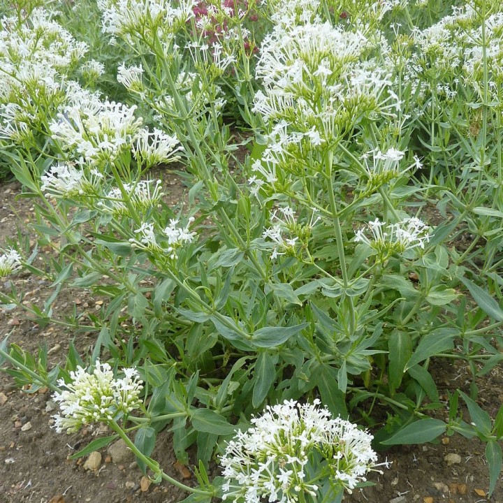 Centranto-branco - sementes