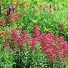 sementes de Centranthus ruber coccineus