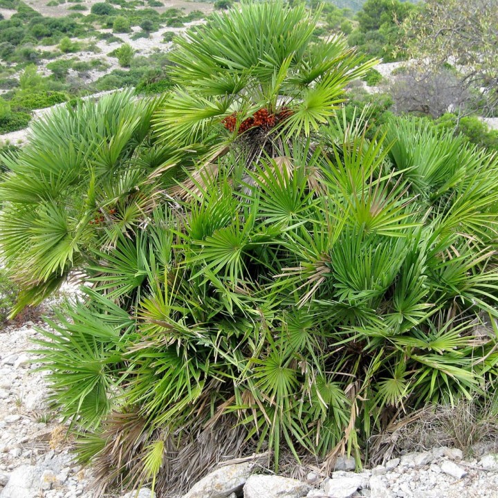 sementes de Chamaerops humilis