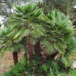 Palmeira-anã - sementes