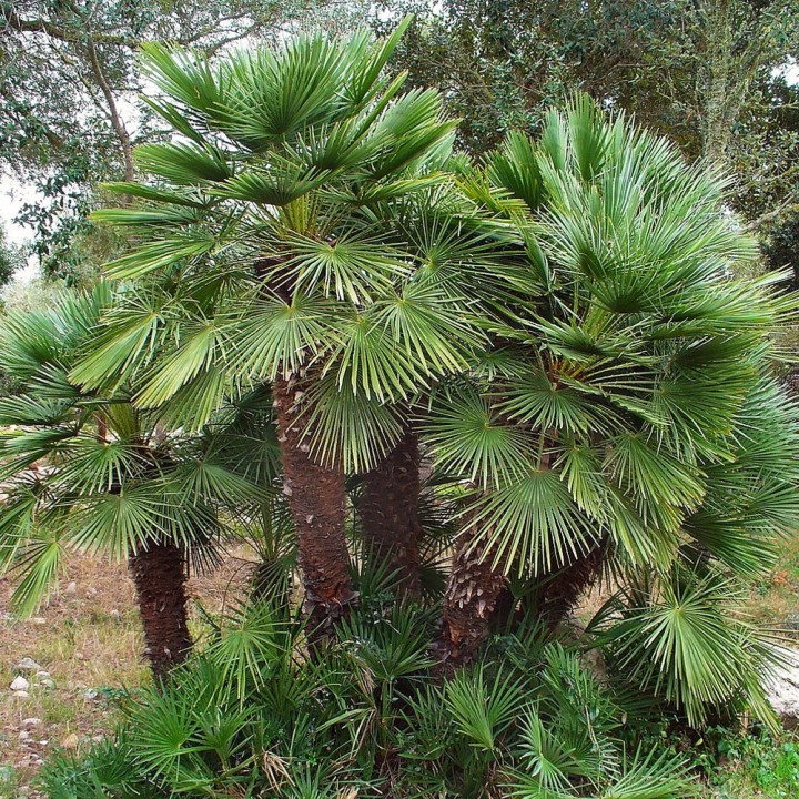 Sementes de Palmeira-anã (Chamaerops humulis) | Loja de sementes