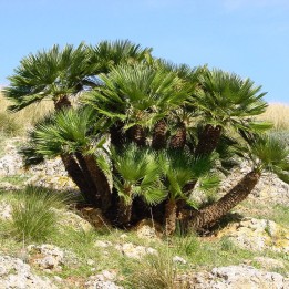 Palmeira-anã - sementes