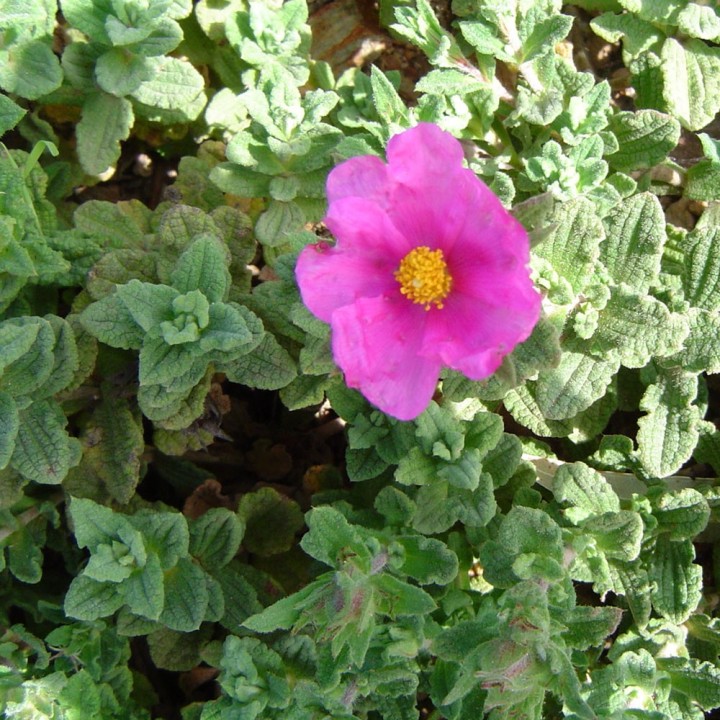sementes de Cistus crispus