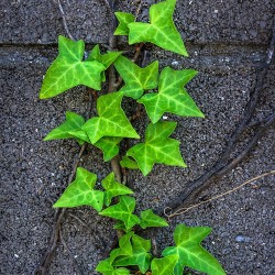 Hedera helix sementes