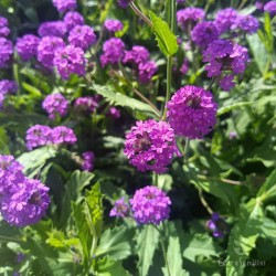 Verbena rigida - 1 planta