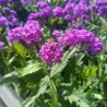 Verbena rigida - 1 planta