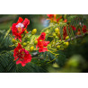 delonix regia semillas arbol flores rojas planta