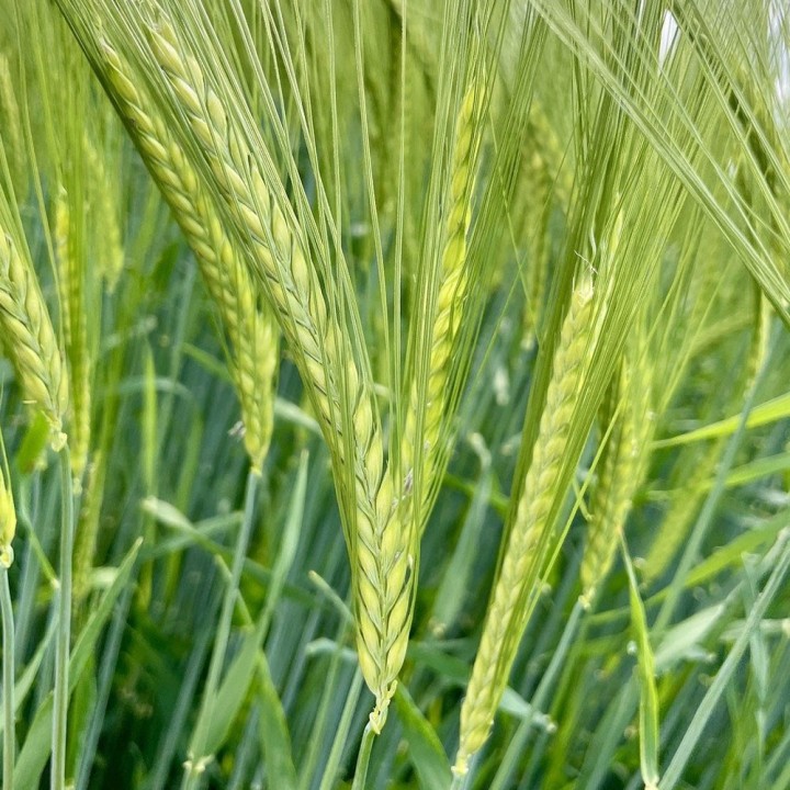 Sementes de Cevada (Hordeum vulgare) | Loja de sementes
