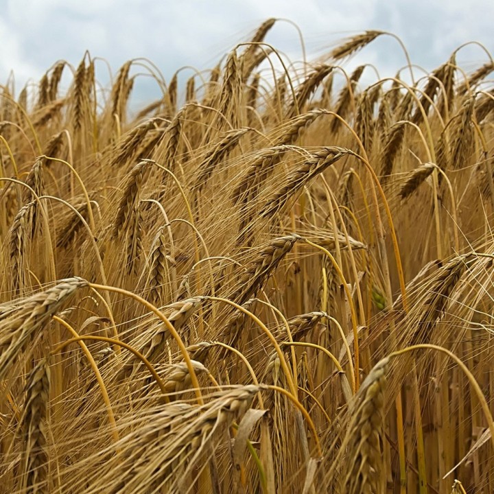 sementes de Hordeum vulgare