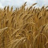 sementes de Hordeum vulgare