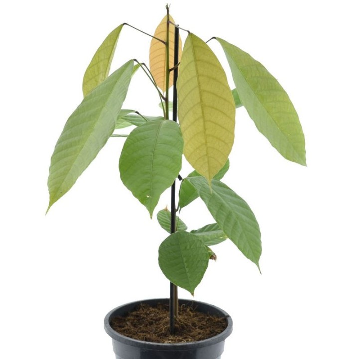 Comprar planta de Cacao (Theobroma cacao), variedad Criollo a la venta