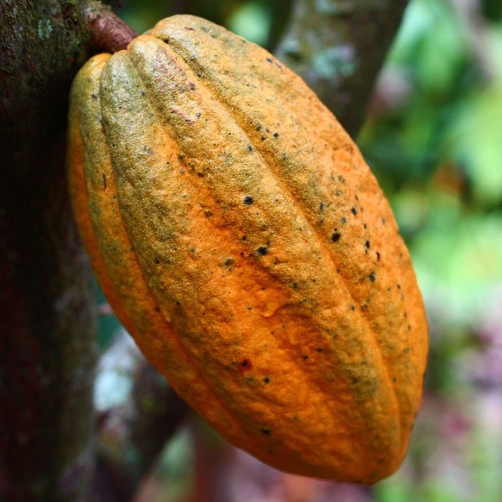 Comprar planta de Cacao (Theobroma cacao), variedad Criollo a la venta