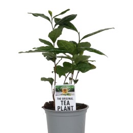 cha planta