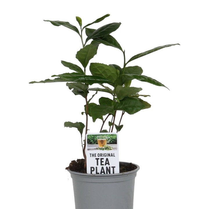 cha planta