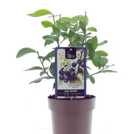 Arándano azul en plantas para la venta