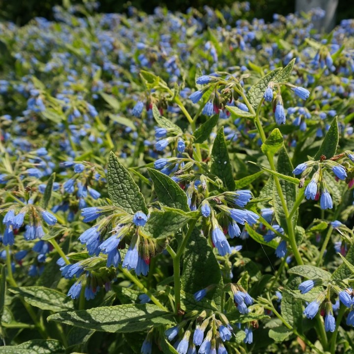 Symphytum officinale planta
