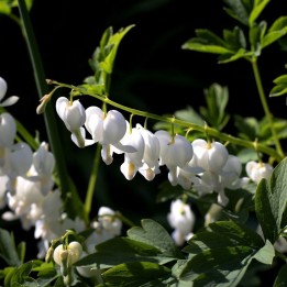 Dicentra spectabilis Alba planta
