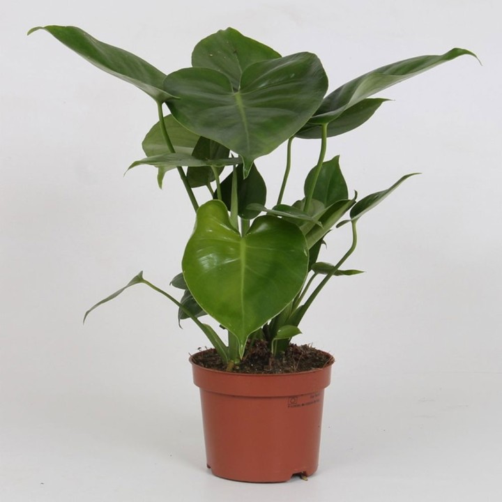 Monstera deliciosa - Planta