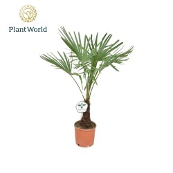 Trachycarpus fortunei - 1 planta grande
