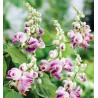 Flor de Caracol - 5 sementes