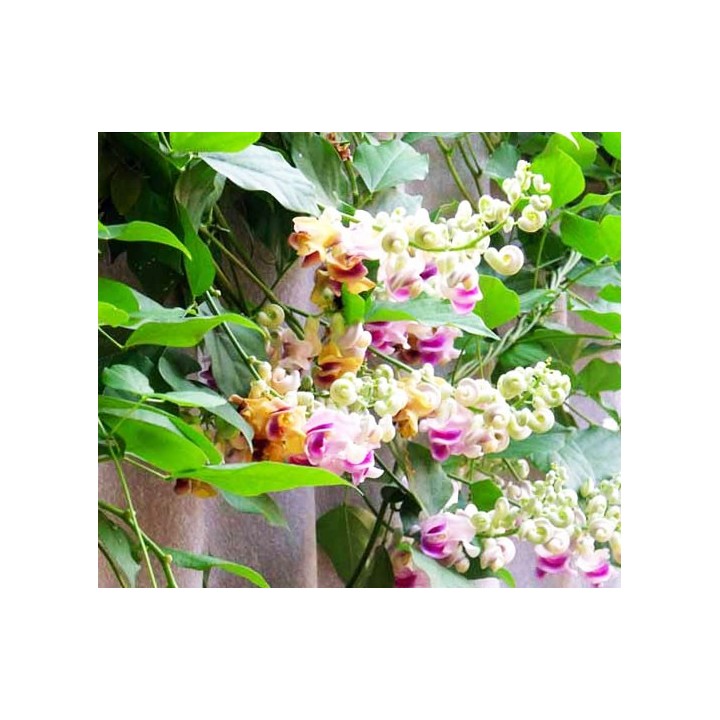 Sementes de Vigna caracalla ou Flor de caracol | EntreSementes