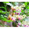 Flor de Caracol - 5 sementes