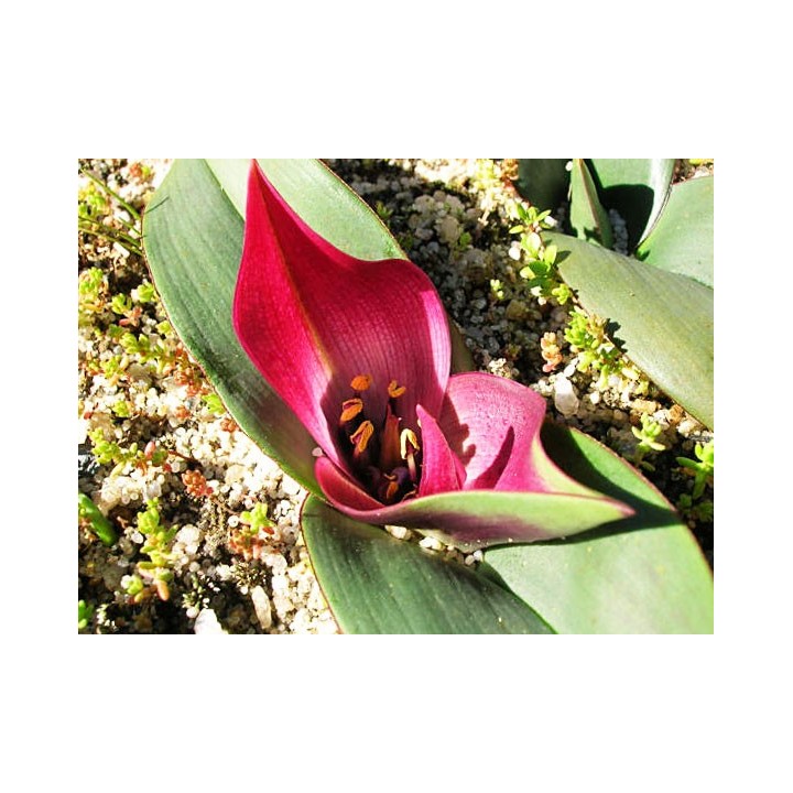 Androcymbium latifolium - Sobre 6 semillas