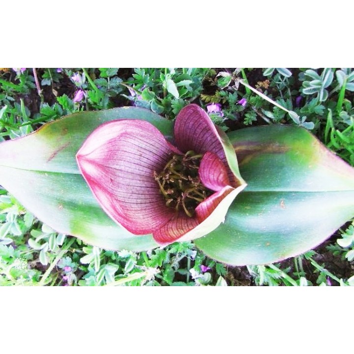 Semillas de Androcymbium latifolium sudafrica