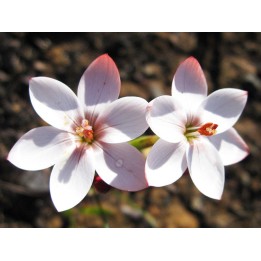 Geissorhiza ovata - 15 semillas