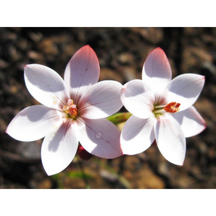 Geissorhiza ovata - 15 semillas