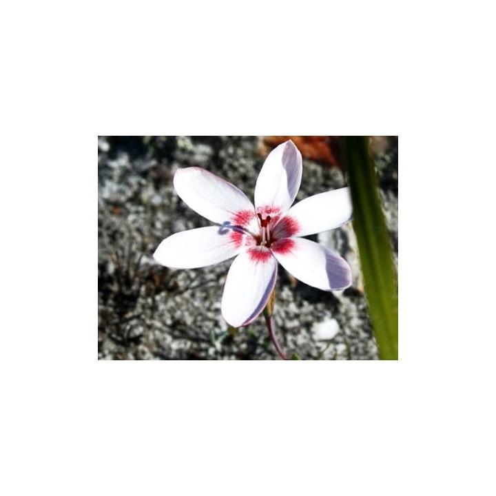 Semillas de Geissorhiza ovata bulbosa sudafrica