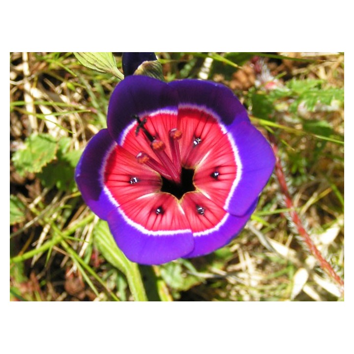 Geissorhiza radians - Sobre 10 semillas