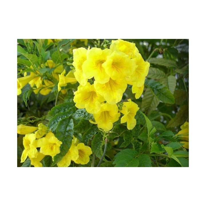 Bignonia amarilla