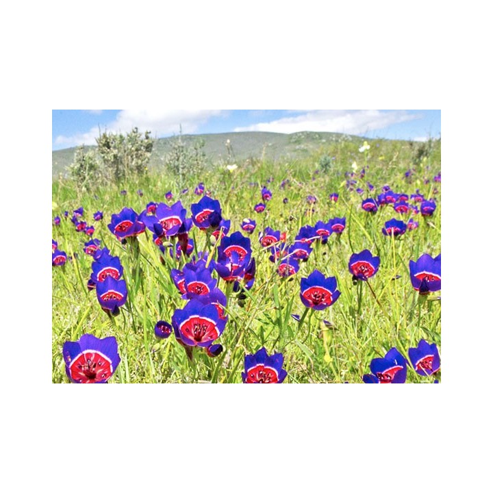 Geissorhiza radians - Sobre 10 semillas