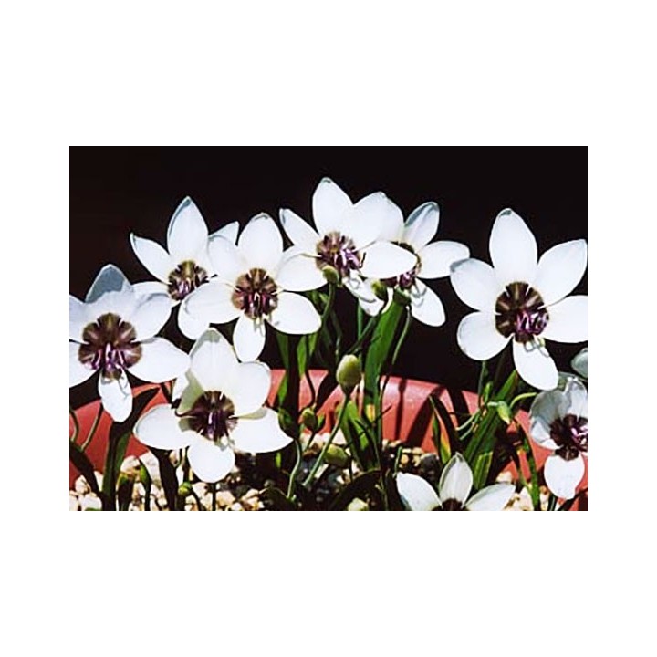 Geissorhiza tulbaghensis - Sobre 10 semillas