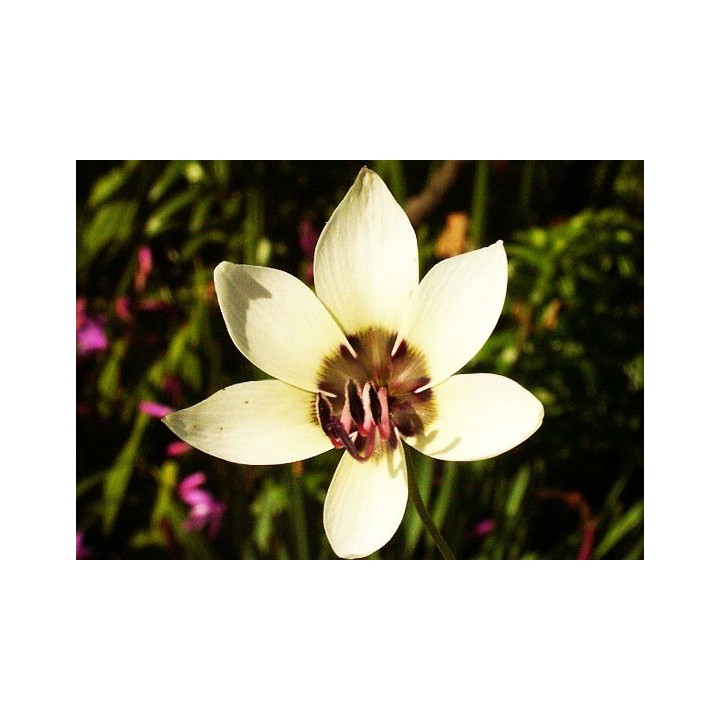 Geissorhiza tulbaghensis - Sobre 10 semillas