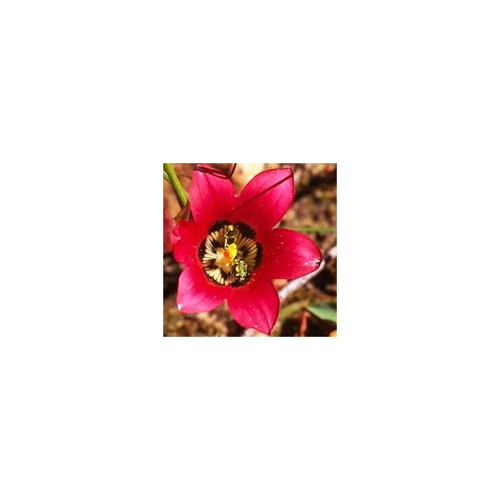 Romulea amoena semillas de sudafrica