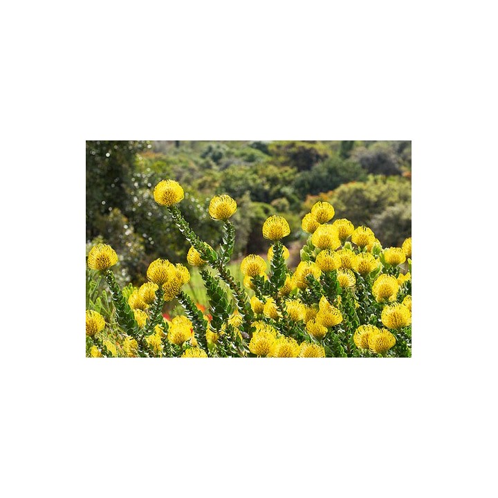 Leucospermum cordifolium 'Amarillo' - Sobre 5 semillas