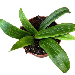 Hoya soligamiana - 1 planta...