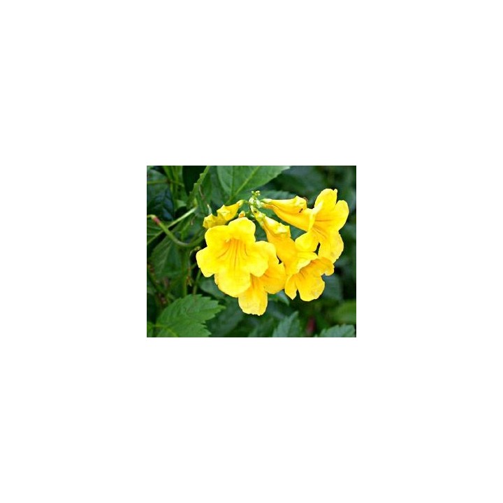 Bignonia amarilla