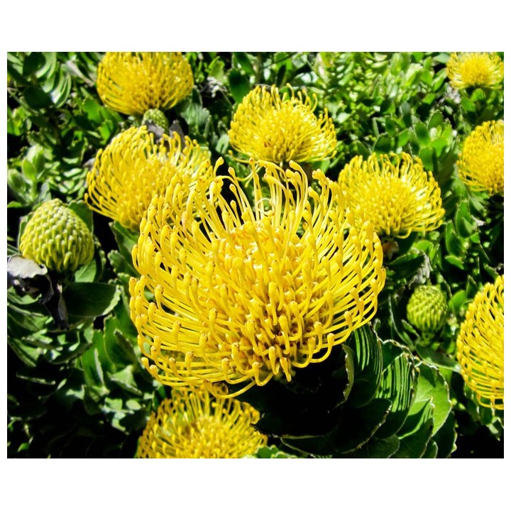 Semillas de Leucospermum cordifolium color amarillo flor