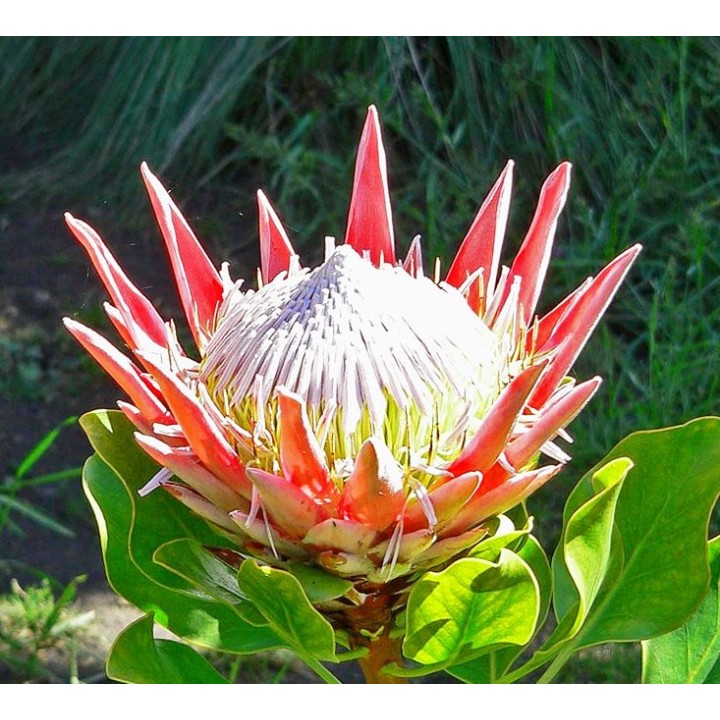 semillas de Protea cynaroides flor en verano planta sudafrica