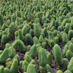 Trichocereus bridgesii monstruosus