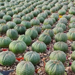 Euphorbia obesa