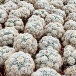 Mammillaria gracilis texensis