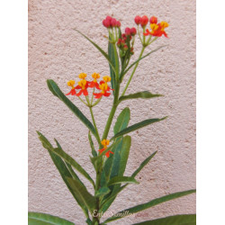 Asclepias curassavica - 1 planta