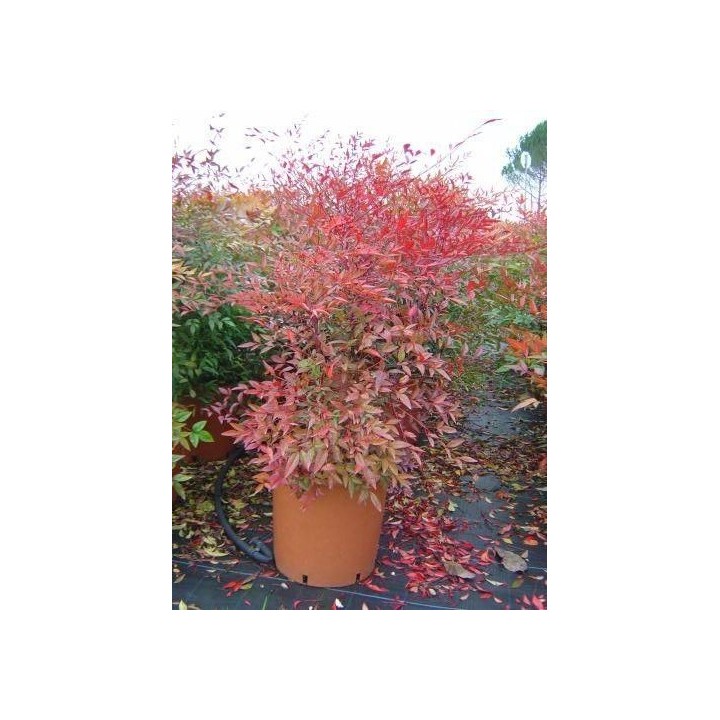 Nandina domestica